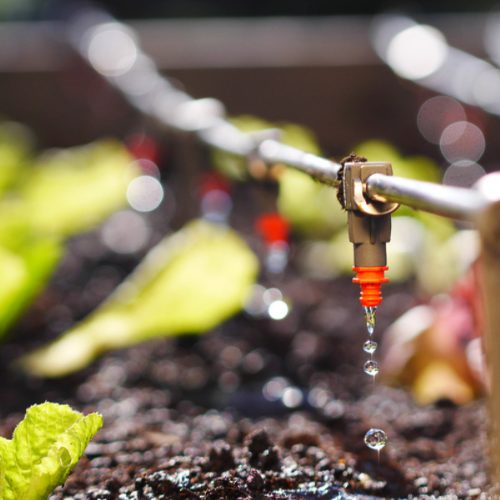 Drip Irrigation