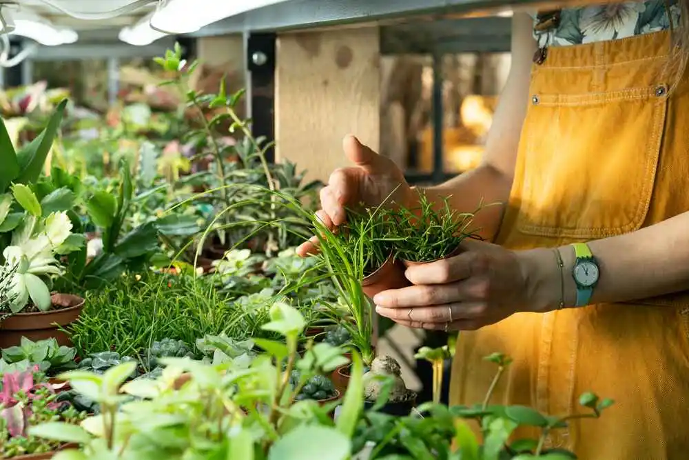 A female stand in Plant nursery and hold tiny plants pots in her hands