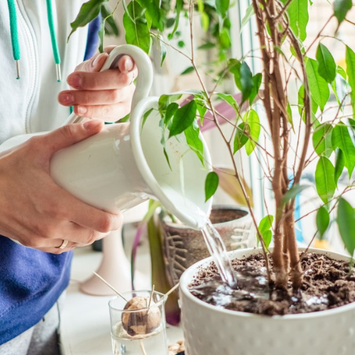 DIY Self Watering