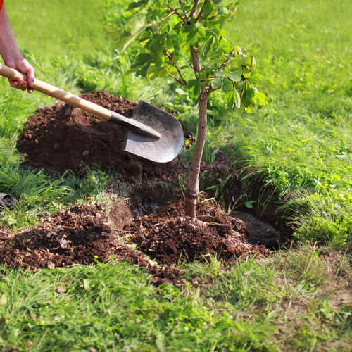 Tree Planting