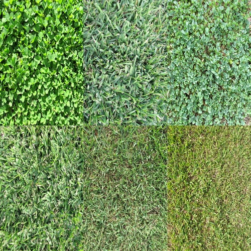 Variety of Grass Landscaping