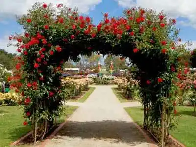 red flowers in shape of arch