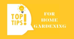 Read more about the article What are The Top Tips For Decorated Home Gardening?