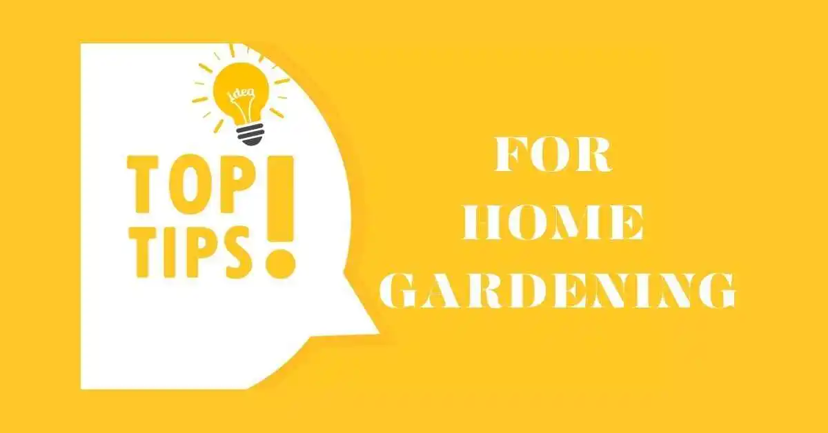 You are currently viewing What are The Top Tips For Decorated Home Gardening?