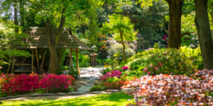 Read more about the article How to Design a Beautiful Landscape Garden