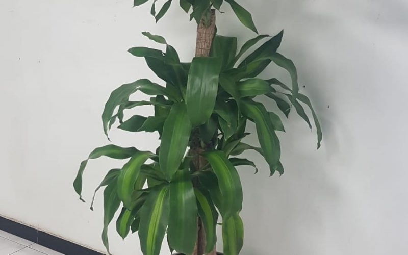 ARASCO indoor plants